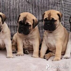 Quality Bullmastiff Available For Stud | PostAds PH