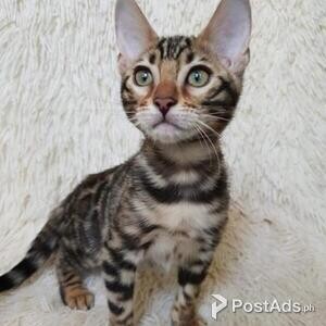 Babies Bengal Kittens Ready Now | PostAds PH