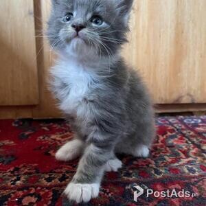 Healthy Maine Coon Kittens | PostAds PH