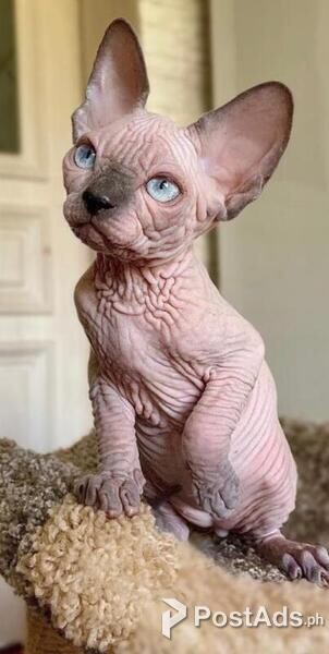 Sphynx Kittens Available 