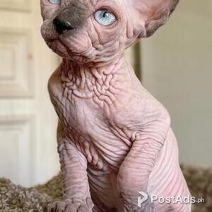 Sphynx Kittens Available | PostAds PH