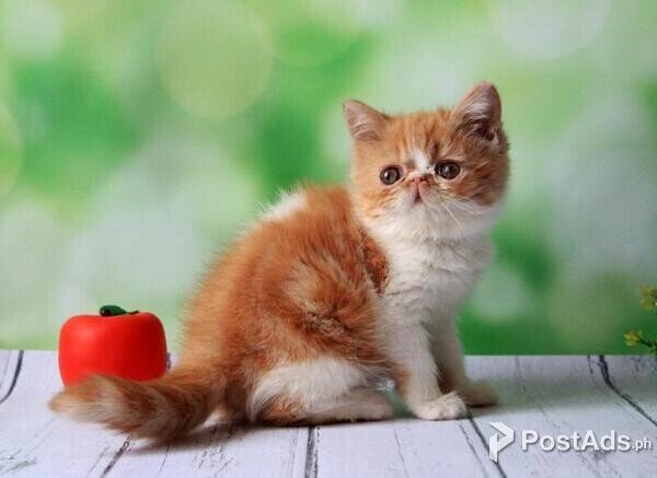 Beautiful Exotic Kittens