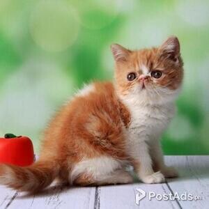 Beautiful Exotic Kittens | PostAds PH