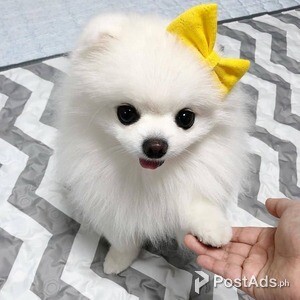 male and female Pomeranian puppies | PostAds PH