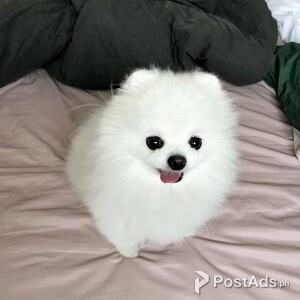 male and female Pomeranian puppies for sale | PostAds PH
