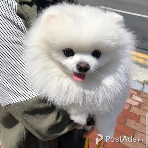 cute and adorable male and female Pomeranian puppies for sale | PostAds PH