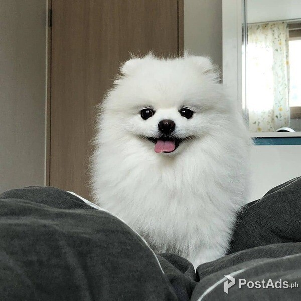 male and female Pomeranian puppies for rehoming