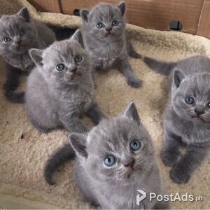 homeraised pets being given | PostAds PH