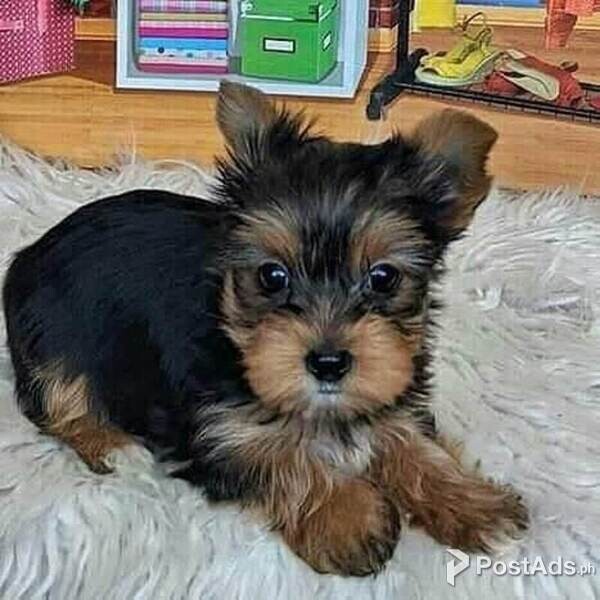 Adorable male and female Yorkshire terrier puppies