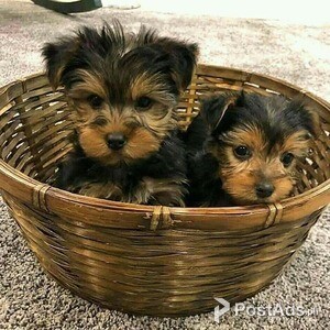 Adorable Yorkshire terrier puppies for sale | PostAds PH