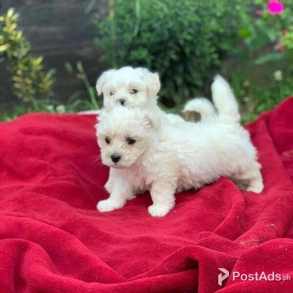Teacup Maltese Puppies Available