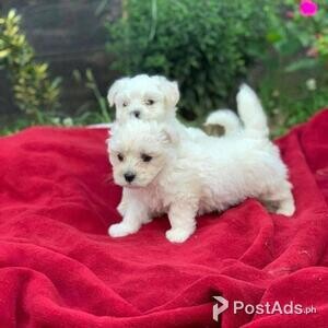 Teacup Maltese Puppies Available | PostAds PH