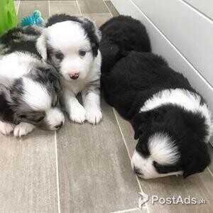 Austrailian shepherd Puppies | PostAds PH