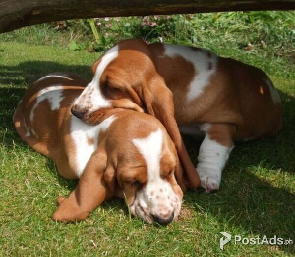 Basset Hound Puppies for Rehoming