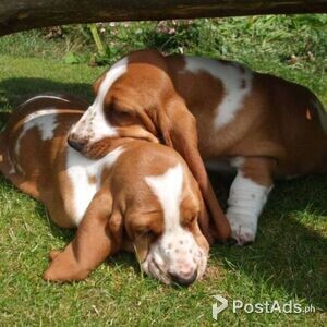 Basset Hound Puppies for Rehoming | PostAds PH