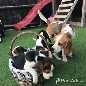 Beagles Puppies Ready Now | PostAds PH