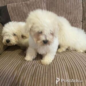 Excellent Bichon Frise Puppies. | PostAds PH