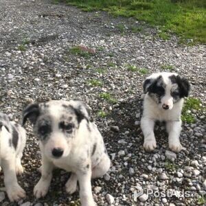 Cute Border Collie Puppies | PostAds PH
