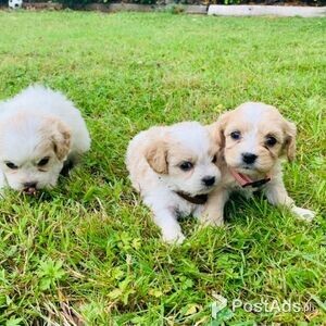 Beautifull Cavachon Puppies | PostAds PH