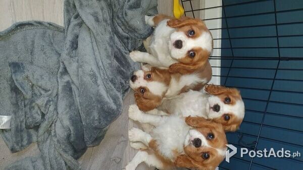 Cavalier King Charles Spaniel Puppies