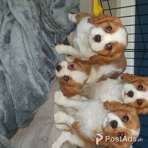 Cavalier King Charles Spaniel Puppies | PostAds PH