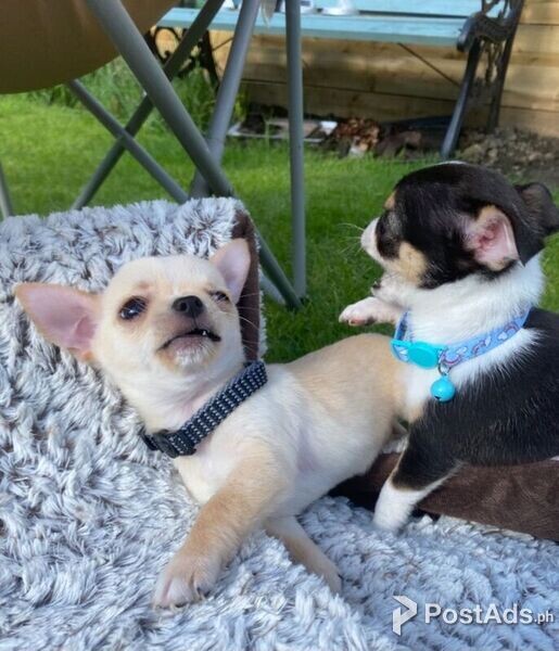 Chihuahua Puppies Available