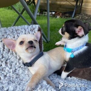 Chihuahua Puppies Available | PostAds PH