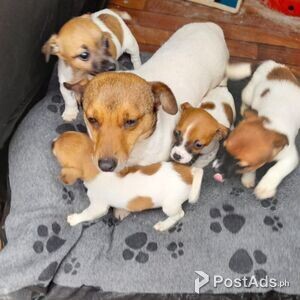 AKC registered Jack Russell Puppies | PostAds PH