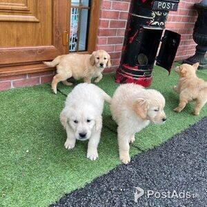 Golden Retriever Puppies | PostAds PH