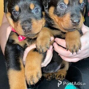 Rottweiler puppies | PostAds PH