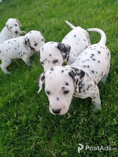 Dalmatian puppies for sale
