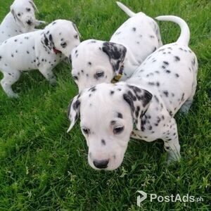 Dalmatian puppies for sale | PostAds PH