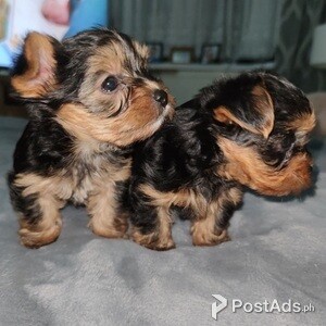 Home raised yorkie puppies | PostAds PH