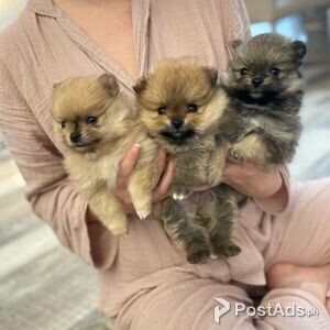 Pomeranian puppies Available . | PostAds PH