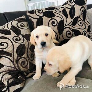 Sweet Labrador Puppies | PostAds PH