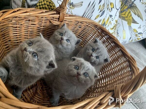 SCOTTISH FOLD KITTENS FOR RE-HOMING