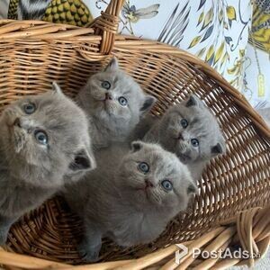 SCOTTISH FOLD KITTENS FOR RE-HOMING | PostAds PH