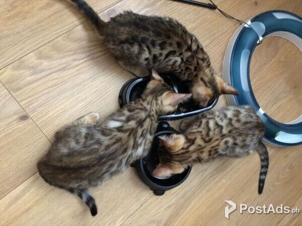 Bengals Kittens For Rehoming