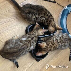 Bengals Kittens For Rehoming | PostAds PH