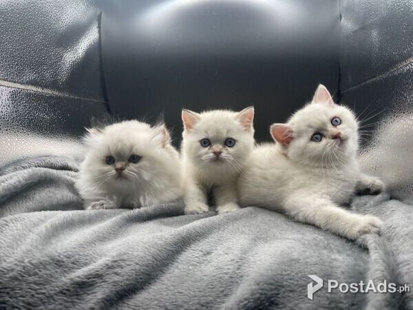 British shorthair kitten