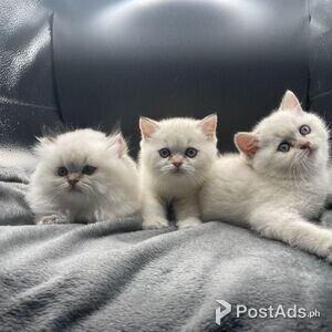 British shorthair kitten | PostAds PH