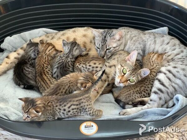 Savannah Kittens Available.