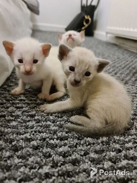 SIAMESE FEMALE KITTEN