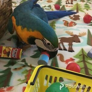 Talkative Blue and Gold Macaw Parrots available | PostAds PH