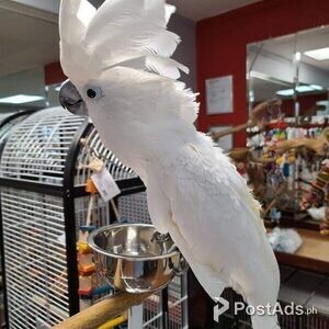 Very Friendly Umbrella Cockatoo Parrots for Sale | PostAds PH