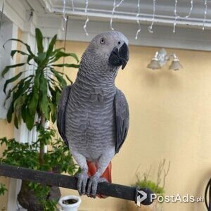 Talkative male and female African Grey parrots available now for sale | PostAds PH