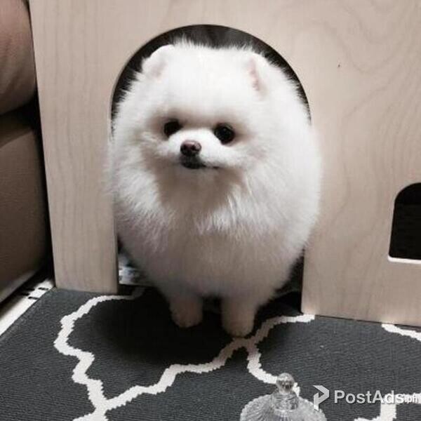 Sweetest Teacup Pomeranian Puppies Available for sale