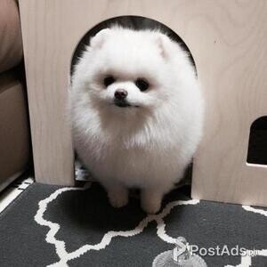 Sweetest Teacup Pomeranian Puppies Available for sale | PostAds PH