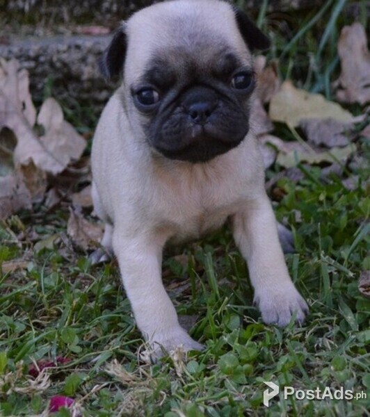 pug puppies