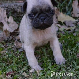 pug puppies | PostAds PH